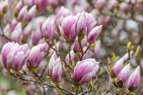 Magnolienblüte im Frühling von Werner Dieterich