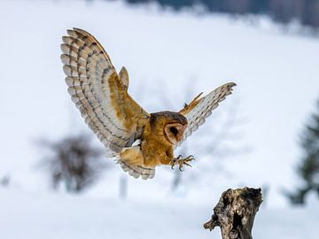 Barn Owl in Flight by Manuel Weiter