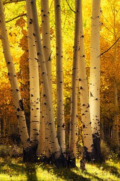 Glowing aspens by Martin Podt