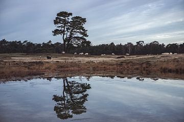 Forest lake Heidestein Bornia estate! by Peter Haastrecht, van