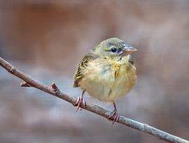 Jong vogeltje op een uitlopende tak, groenling