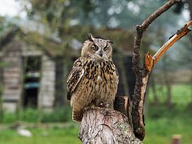 Europese Oehoe van Loek Lobel