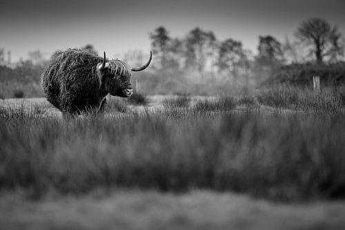 Schottischer Highlander in stimmungsvollem Schwarz und Weiß