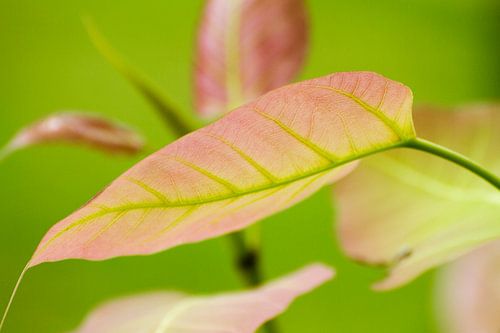 Blad in pasteltinten