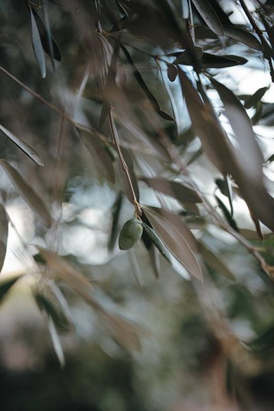Olive par Froukje Kuiper