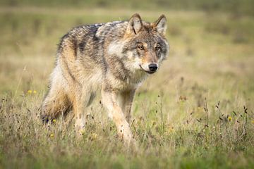 Le loup aux Pays-Bas sur Menno Schaefer