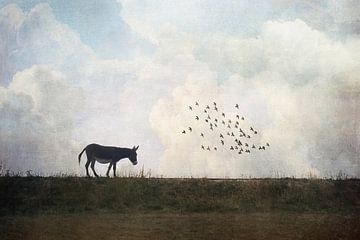 Where the birds go...