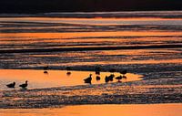 Watervogels bij zonsondergang