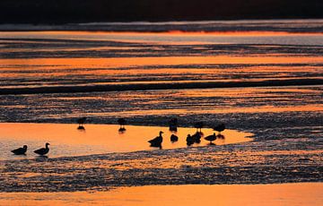 Watervogels bij zonsondergang van Jacques van der Neut