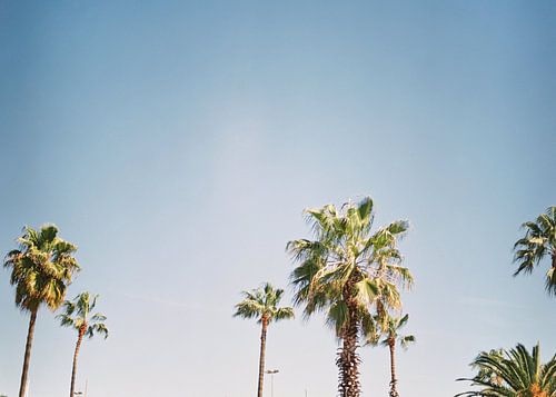 Palmbomen in Barcelona Spanje Europa | blauwe lucht, groene palmen Tropische sfeer