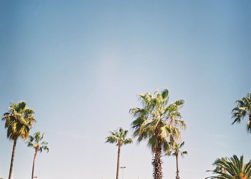 Palmbomen in Barcelona Spanje Europa | blauwe lucht, groene palmen Tropische sfeer van Raisa Zwart