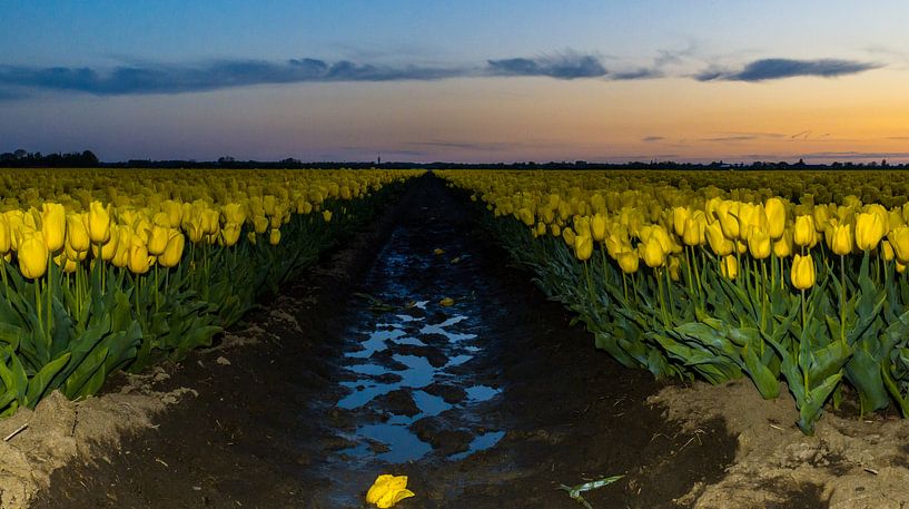Blühende Tulpenfelder! von Robert Kok