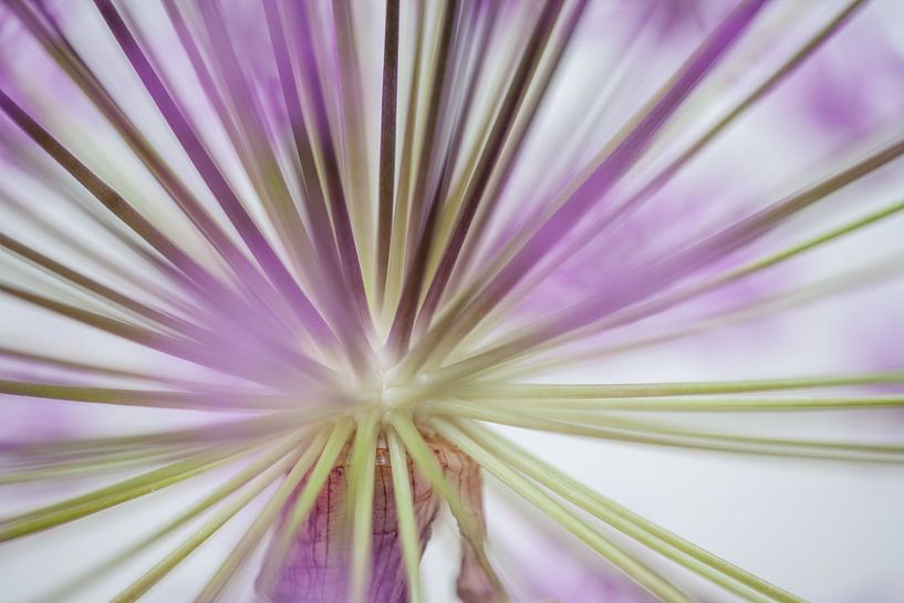 Structuren van een allium bloem van Joachim Küster