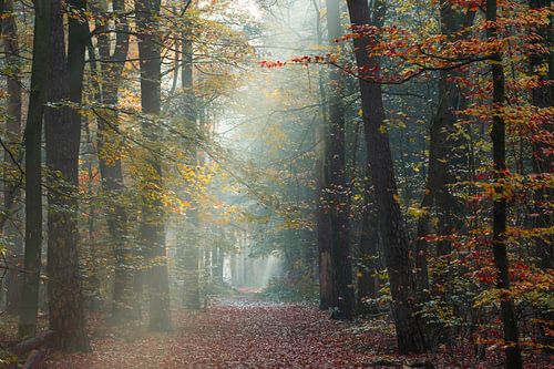 Mistige herfst ochtend Zeisterbos Zeist