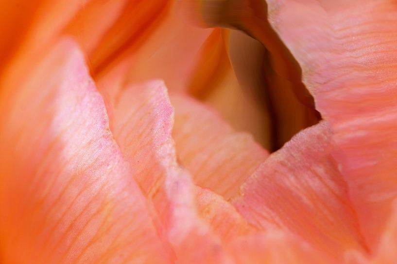 Flower petals by Hans Heemsbergen
