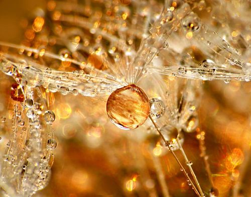 Golden Hour (Paardenbloempluis met gouden druppel)