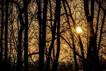 Gele zonsondergang door bomen van Patrick Verhoef