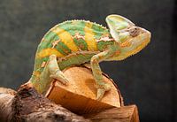 Kameleon Close-up – Levendig Kleurenpalet