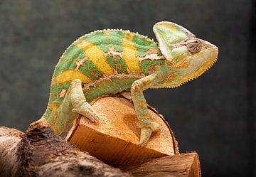 Kameleon Close-up – Levendig Kleurenpalet van Alvadela Design & Photography