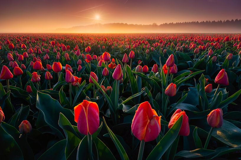 Rode Tulpen van Albert Dros