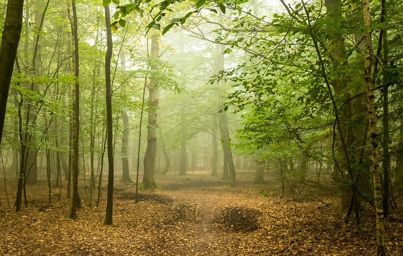 Forest autumn by Nicole Nagtegaal