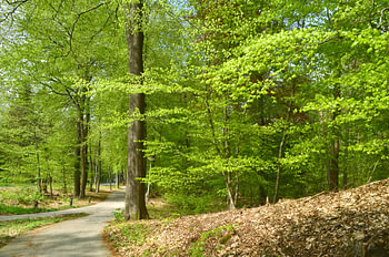 Photo de forêt au printemps
