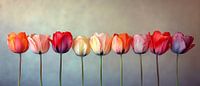 Tulips Panorama