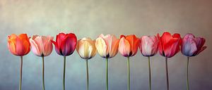 Tulpen Panorama