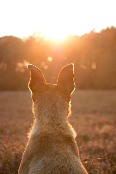 Portrait de chien par Aukelien Philips