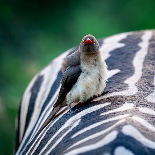 Pic-bœuf sur le dos d'un zèbre