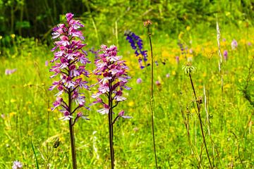 Delicate ontmoeting - orchideeën in het vroege zomerlicht van Fototante