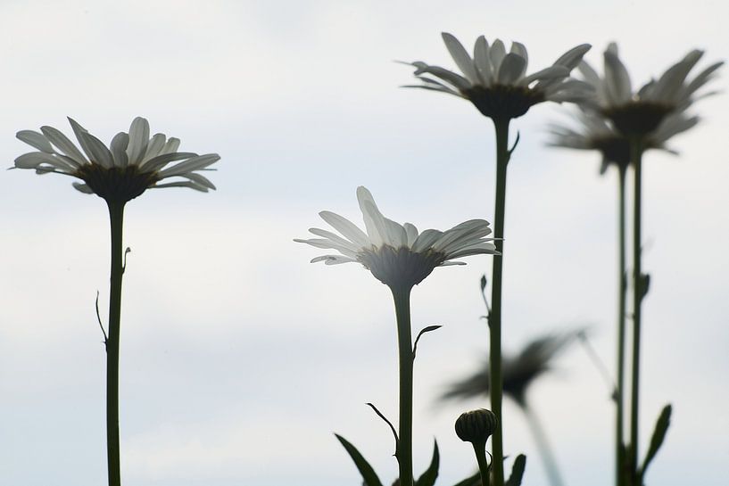 Margrieten by Richard de Boorder