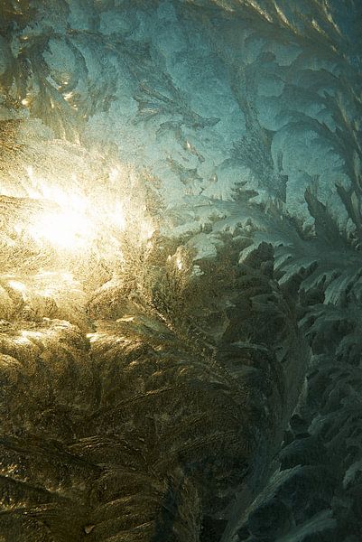 Ice flowers with sunrise by Fred Roest
