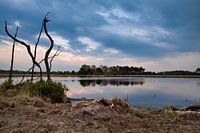 Landschaps met dode boom