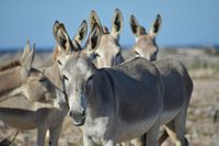 Wilde ezels op Bonaire