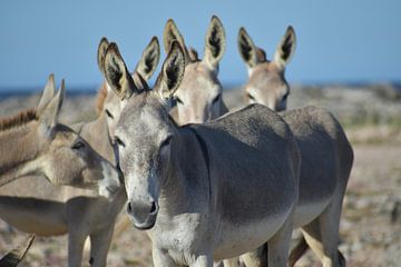 Wild donkeys on Bonaire by Pieter JF Smit