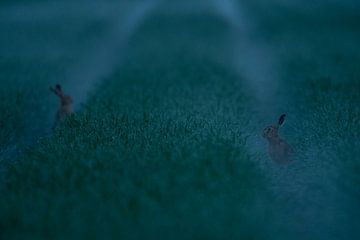 Europese haas ( Lepus europaeus ), twee hazen in het veld vroeg in de ochtend voor zonsopgang in lic