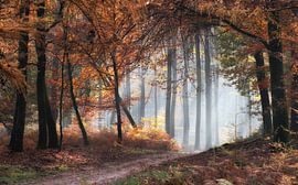 Forest path by Jeroen Linnenkamp