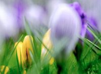 De lente is gekomen