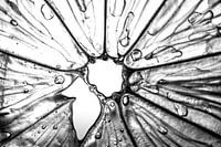 Slice of lemon