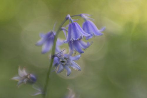 Boshyacinthe sauvage