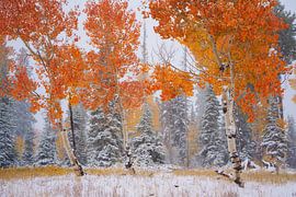 Autumn meets Winter in Utah by Martin Podt