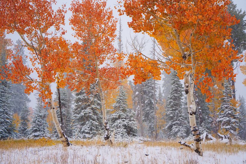 Herbst und Winter in Utah von Martin Podt