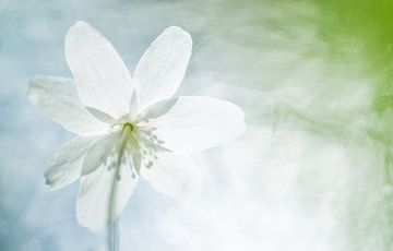 L'anémone des bois sur Danny Slijfer Natuurfotografie