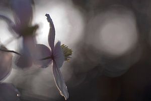 Verträumte Aufnahme der Clematis (Original)