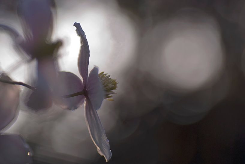 Verträumte Aufnahme der Clematis (Original) von Birgitte Bergman