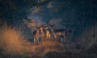 Fallow deer in the morning sun