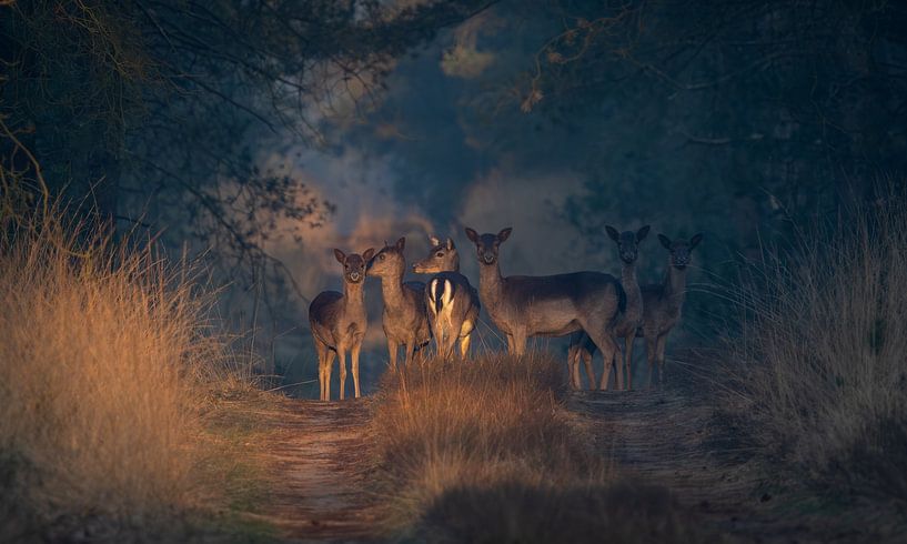 Fallow deer in the morning sun by Rein van Vemde