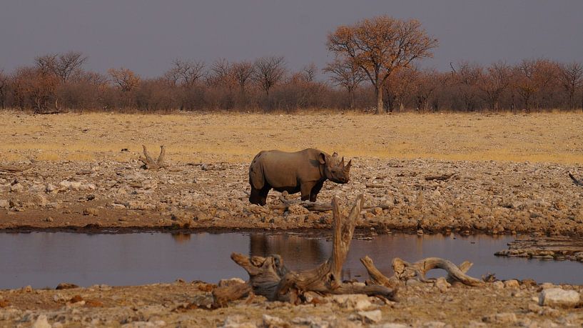 Neushoorn bij het water by Erna Haarsma-Hoogterp