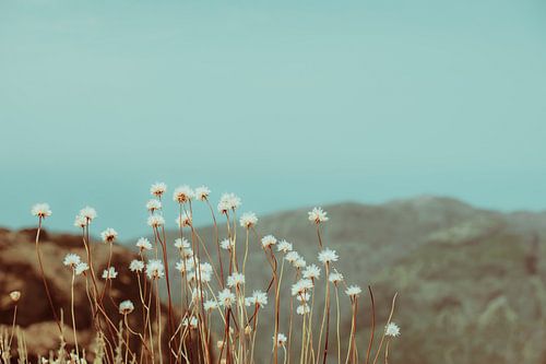 Mountain flowers by Pascal Deckarm